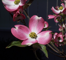 dogwood blossom